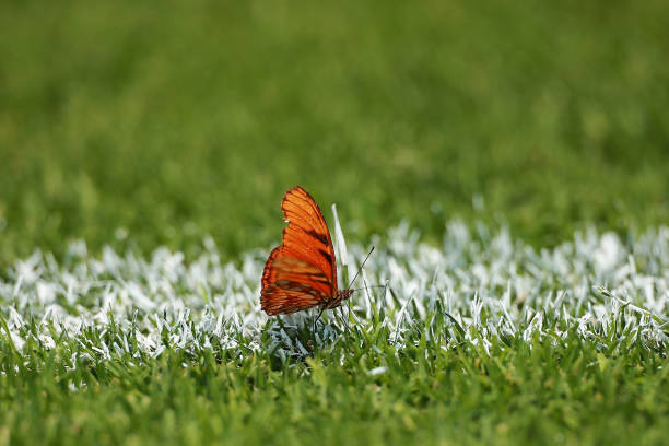 哈兰德双城记:从萨尔茨堡到多特,欧冠赛场上的闪耀之路