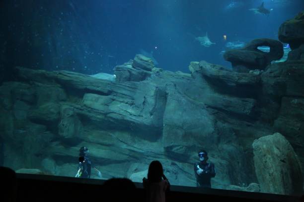 冰球点球规则详解:看懂点球大战的关键