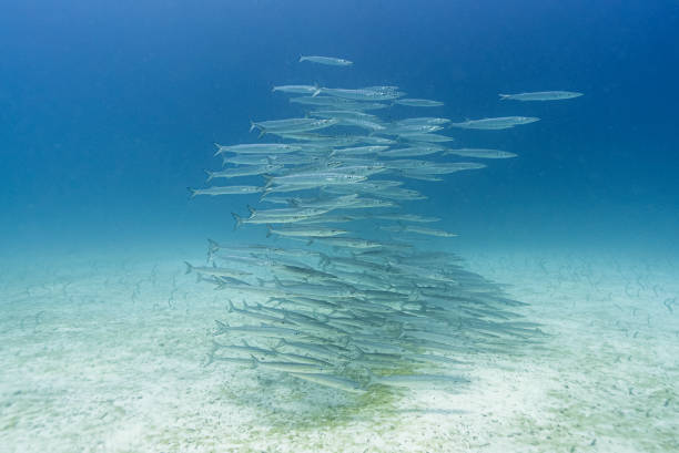 博尔特身材变化引发关注，本人回应：享受生活最重要